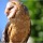 Friday Postcard: Barn Owl