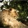Friday Postcard: Tree Climbing Lions